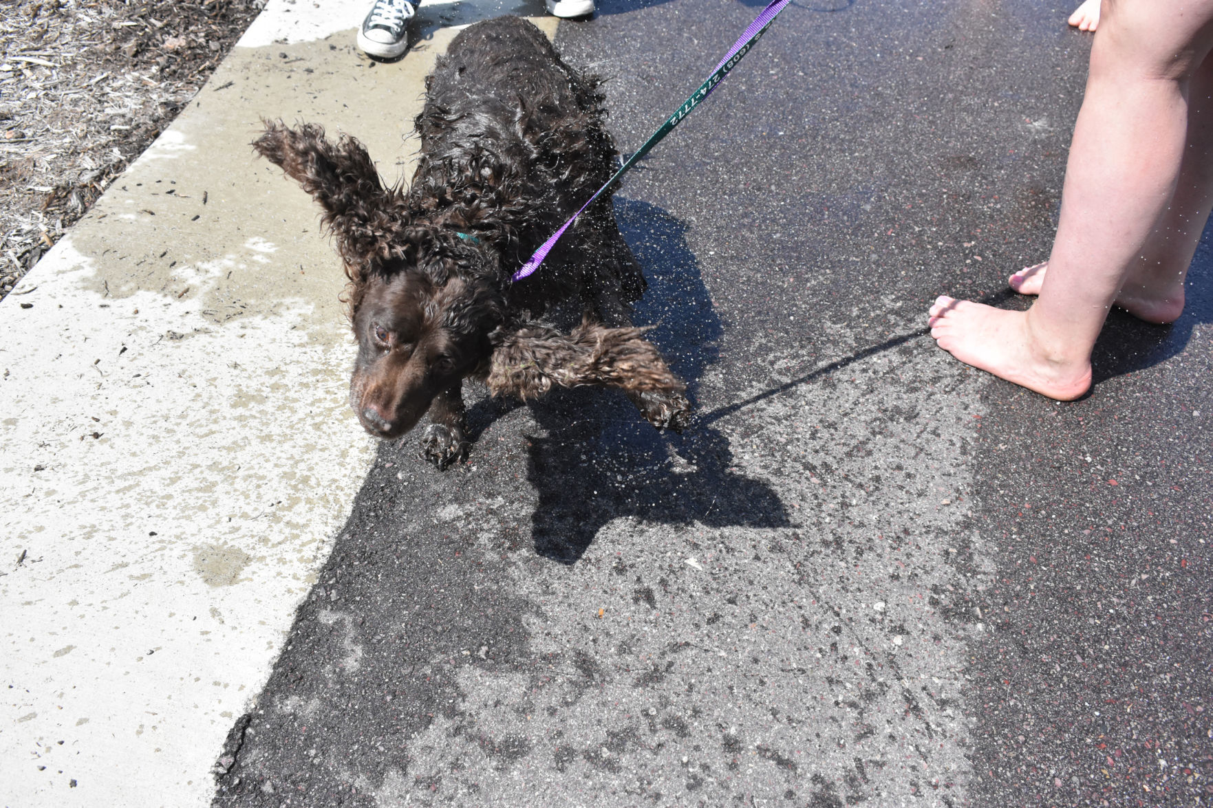 Shake it off